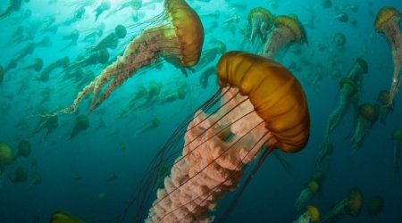 Oceans are more vital than you think