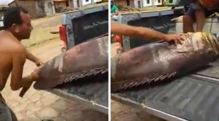 Monster fish is so huge TWO men struggle to lift it