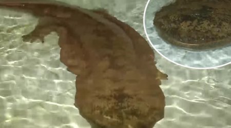 Is this the oldest creature on Earth?