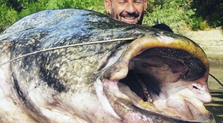 Fisherman reels in 19 STONE catfish