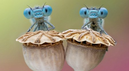 Incredible photographs capture groups of bug-eyed dragonflies rising from their overnight slumber