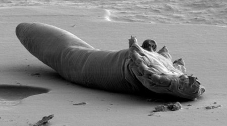 Do you have any idea what is living on your face?