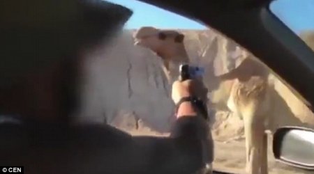 Soldiers from Israel's elite killing a CAMEL in drive-by shooting