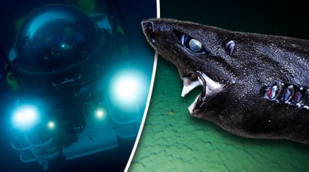 Terrifying pitch black shark discovered in ocean abyss