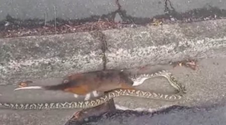 Snake attempts to swallow WHOLE possum nearly twice its size