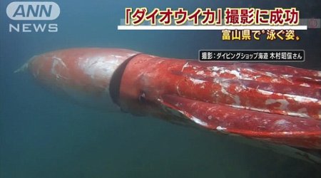 4 metre giant squid filmed cruising along in Japanese harbour