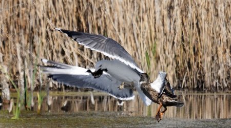 Give me back my baby