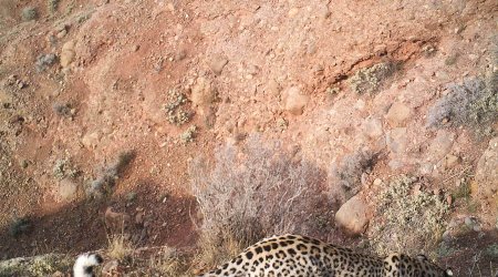 ​Azərbaycan ərazisində daha bir bəbirin görüntüləri çəkilib