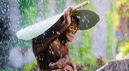 National Geographic reveals its top pictures of 2015