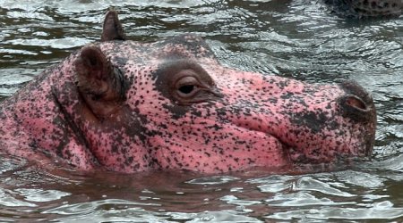 The hippo that’s pretty in pink