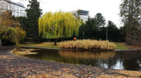 Ştadpark: Avstriya paytaxtının mərkəzində kültür bucağı – REPORTAJ 