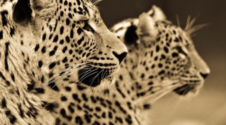 Photographer spends ten years capturing incredible sepia portraits of big cats