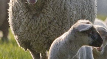 Human organs for transplant are being grown inside sheep and pigs