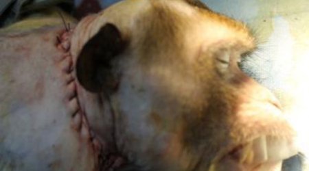 Mouse survives HEAD TRANSPLANT… and doc says humans next