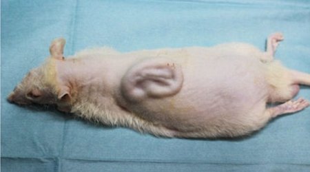 Scientists who have grown a human EAR on the back of a rat