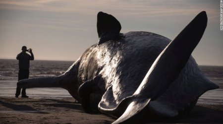 Whales wash up on the beach