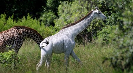 Rare white giraffe