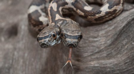 Double trouble: Brave photographer snaps TWO-HEADED siamese snake