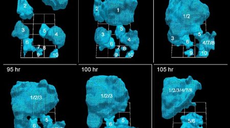 How a cancer tumor grows
