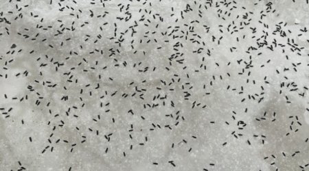 Россию атаковали неизвестные насекомые