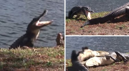 Monster beasts battle it out in ferocious turf war caught on camera