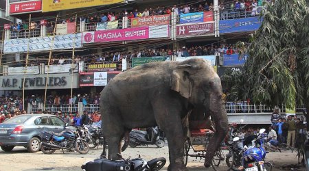 Bloodied elephant rampages through Indian city