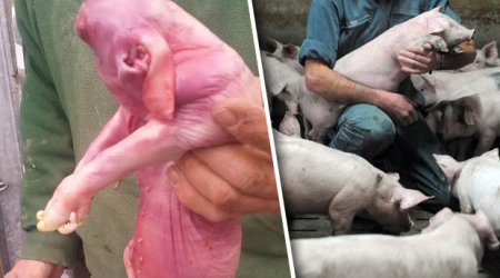 Farmer's shock as bizarre piglet born without FACE