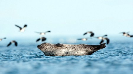 The happiest seal in the world!