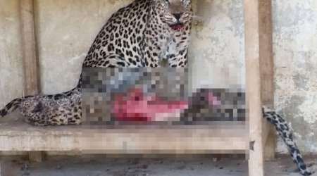 Starving animals become cannibals to survive in war-ravaged zoo