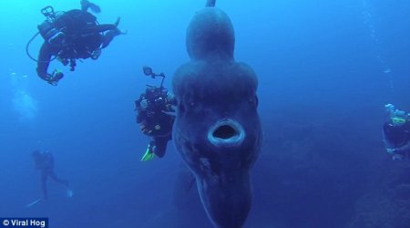 World's biggest bony fish gets its closeup