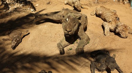 Zoo’s abandoned animals turn to mummified stone statues