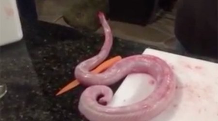 Gutted and skinned zombie rattlesnake comes back from dead to attack chef