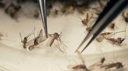 Zika virus: Sexual transmission 'more common than thought'