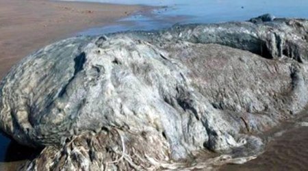 Mystery monster sea blob washes up on beach and terrifies tourists