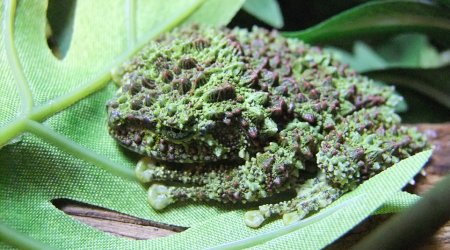 Rare Vietnamese frogs