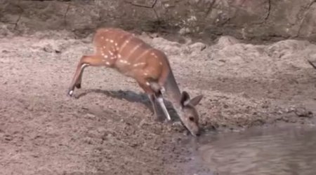 Deer nearly swallowed whole when beast leaps from water