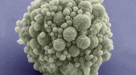 Synthetic bug given 'fewest genes'