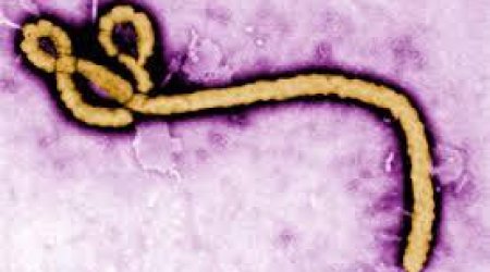 Эбола больше не опасна