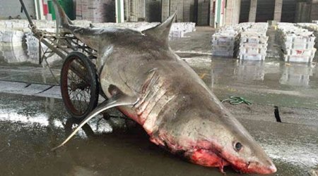 Fisherman accidentally catches Great White Shark