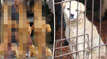 Shocking undercover footage of dog meat festival