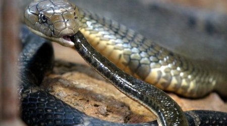 Певица умерла от укуса кобры