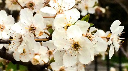 Baku weather forecast for April 8