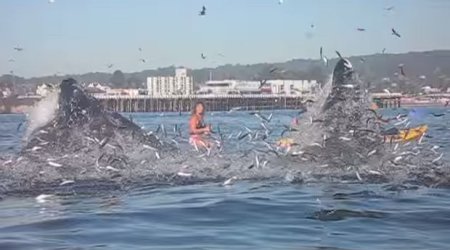 Surfer stunned when giant beast bursts from water – nearly swallowing her