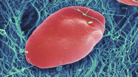 Huge leap to mass produced platelets