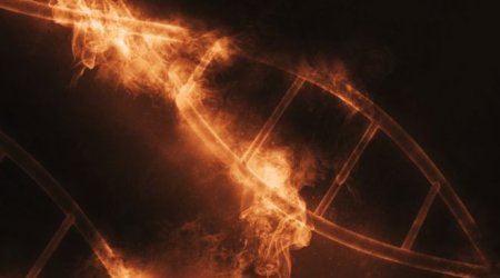 'Superhero DNA' keeps diseases at bay