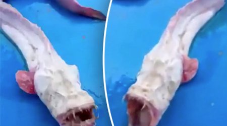 Horrific blind 'alien' sea monster will give you nightmares