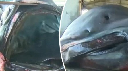 Monumental 'megamouth' shark caught causing utter panic