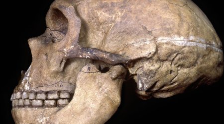 What Neanderthals' healthy teeth tell us about their minds?