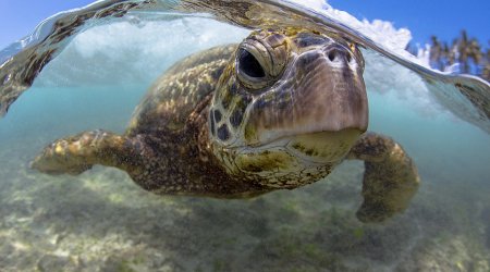 He's got underwater photography nailed!