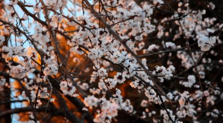 Baku weather forecast for April 22